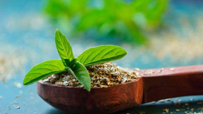 Mengetahui khasiat daun kemangi