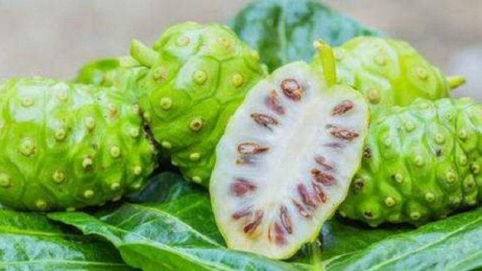 manfaat buah mengkudu untuk kesehatan