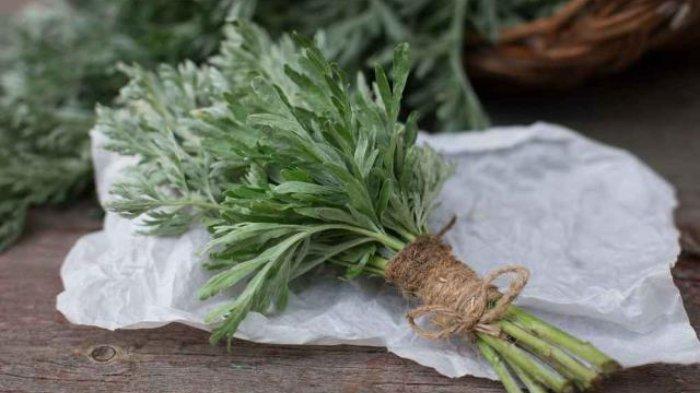 Ilustrasi daun baru Cina atau mugwort, berikut manfaatnya untuk kesehatan