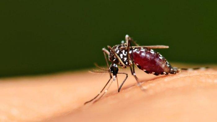 ilustrasi Japanese Encephalitis, berikut kondisi yang rentan terhadap penyakit ini