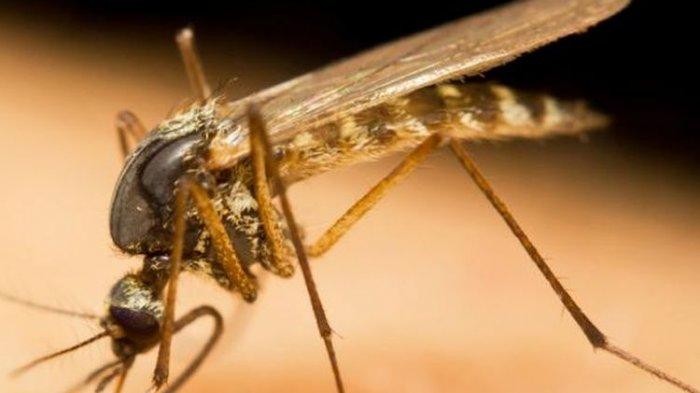 ilustrasi gigitan nyamuk penyebar malaria