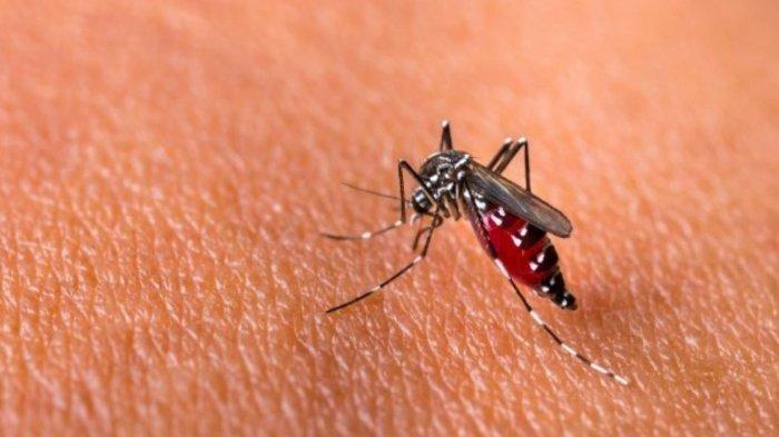ilustrasi nyamuk pembawa virus dengue