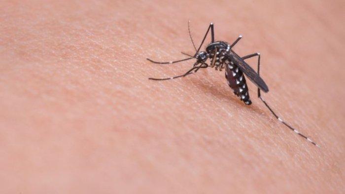 Ilustrasi penyakit Japanese Encephalitis yang ditularkan oleh nyamuk