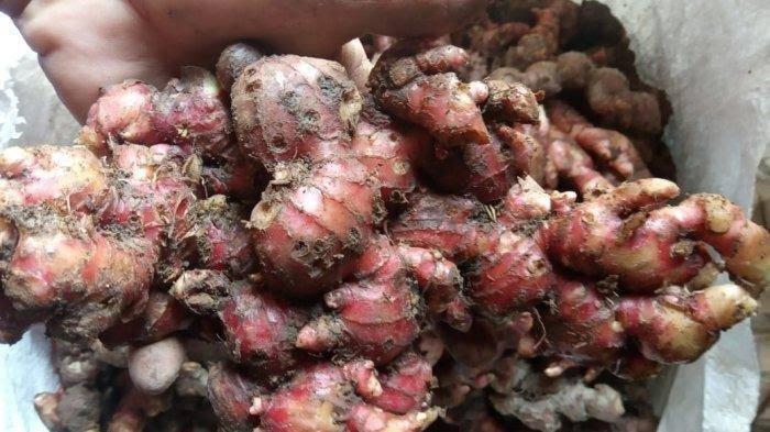penampakan jahe merah