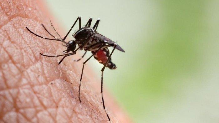 ilustrasi nyamuk penyebar malaria