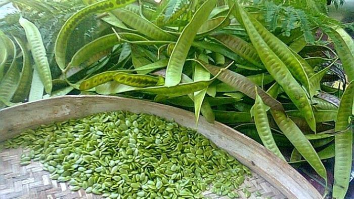 manfaat petai cina untuk kesehatan