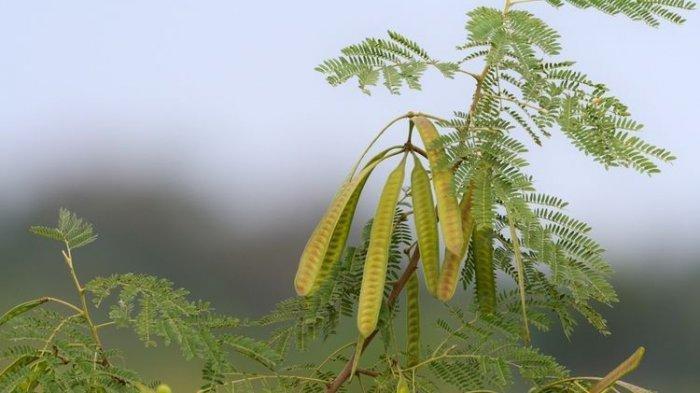 manfaat petai cina untuk kesehatan