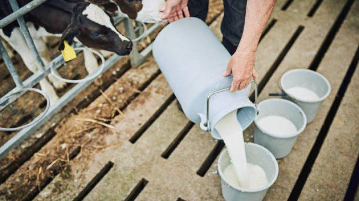 Produksi susu kambing