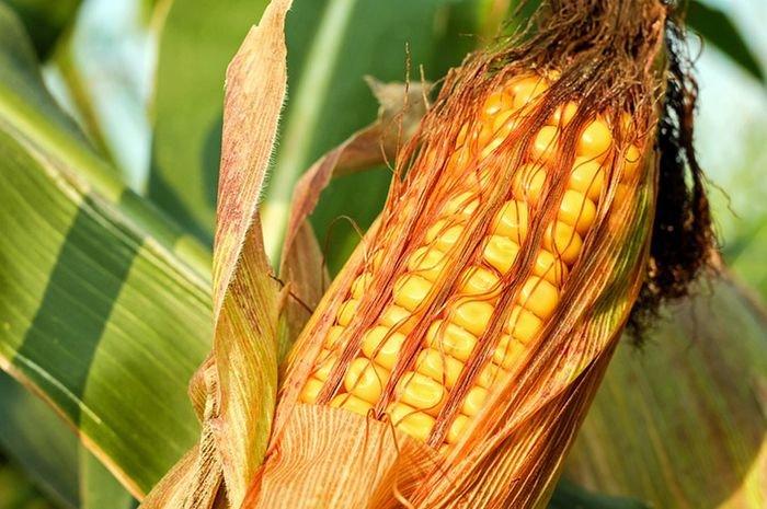 manfaat rambut jagung untuk kesehatan tubuh
