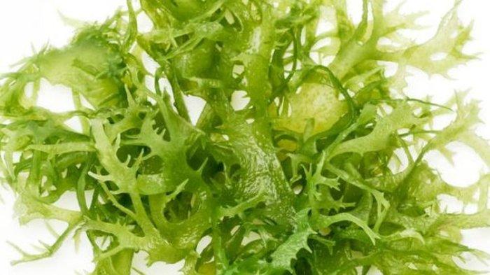 manfaat rumput laut untuk kesehatan