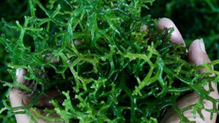 manfaat rumput laut untuk kesehatan