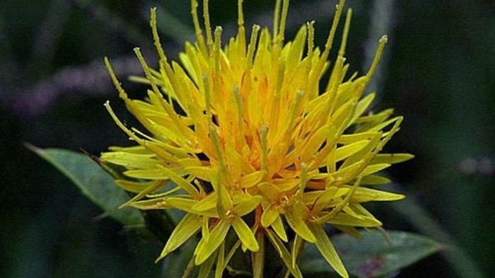 Ilustrasi safflower, berikut ini manfaat minyak safflower untuk kesehatan