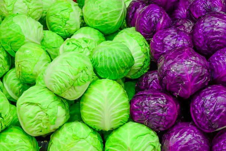 ilustrasi sayur kol