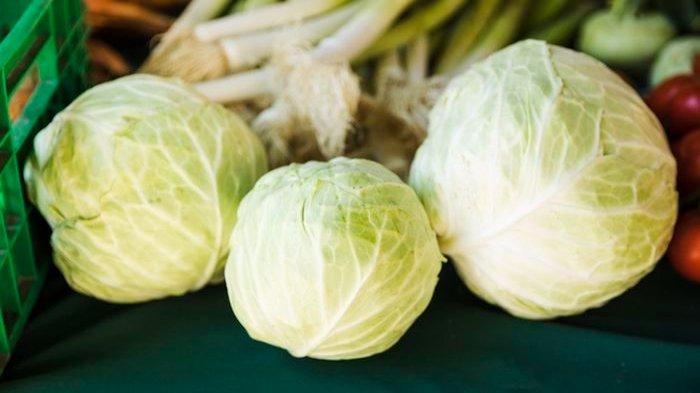 Ilsutrasi kubis, berikut manfaat yang didapatkan tubuh usai makan kubis