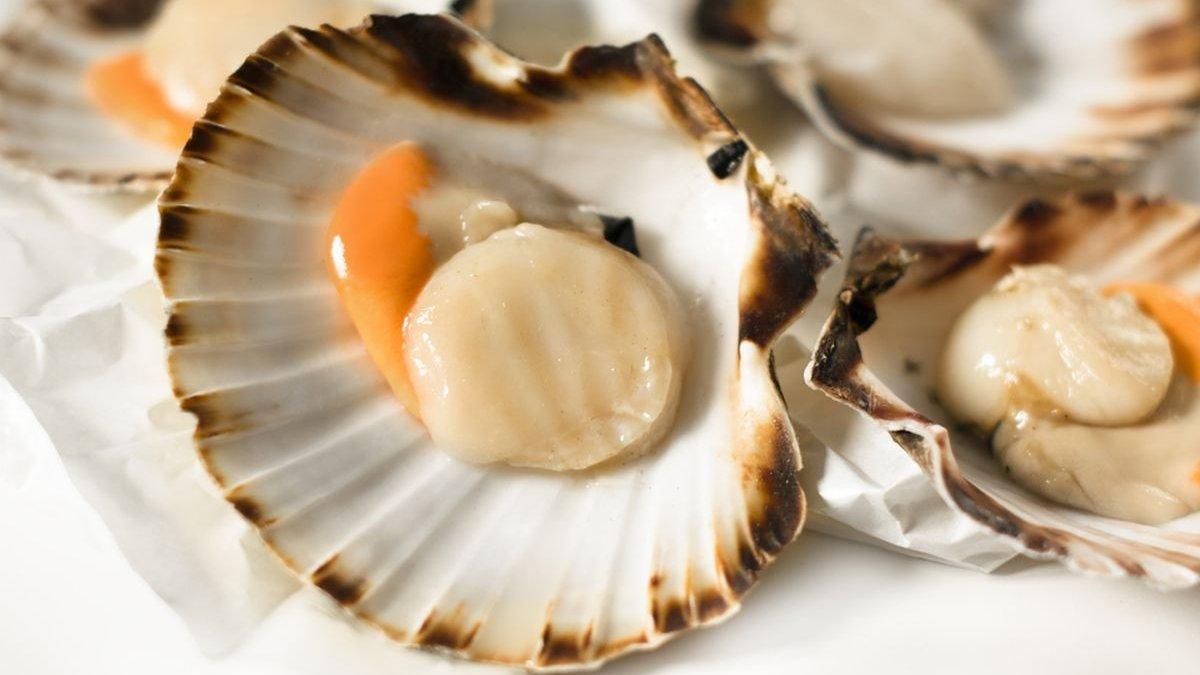 scallop