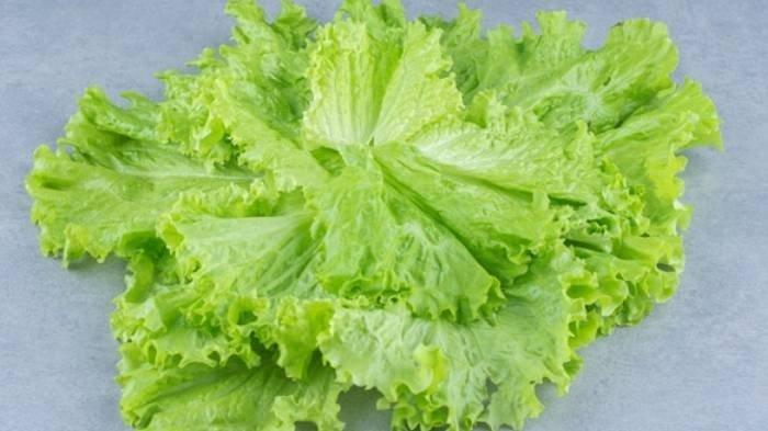 Ilustrasi selada romaine, sayuran hijau yang bagus untuk penderita diabetes