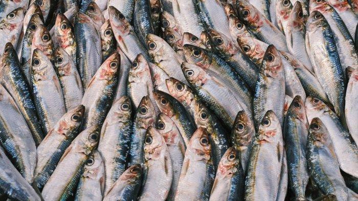 Selain salmon, ikan sarden rupanya juga memiliki kandungan yang tak kalah bergizi