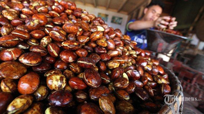 jengkol