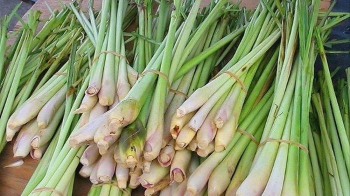 manfaat sereh untuk kesehatan