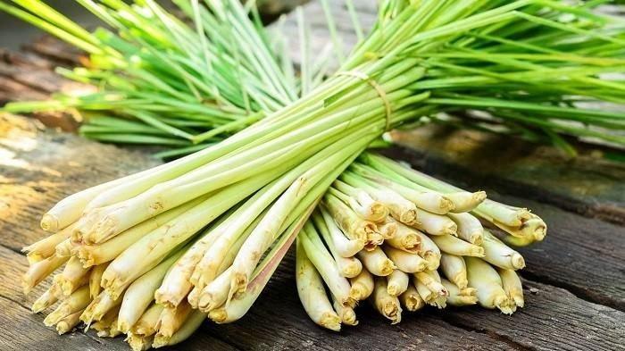 manfaat serai untuk kesehatan tubuh