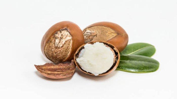 Ilustrasi shea butter yang memiliki banyak manfaat untuk kesehatan kulit