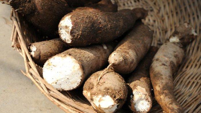 manfaat singkong untuk kesehatan