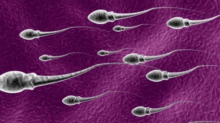 ilustrasi sperma