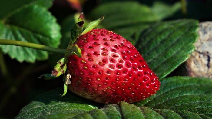 strawberry