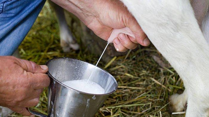 Susu kambing yang lezat