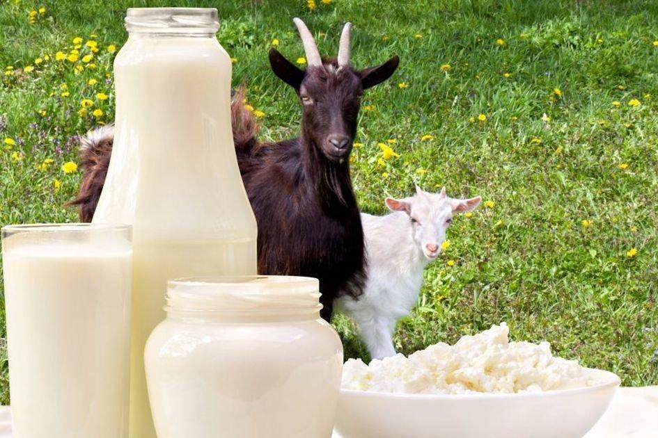 Ilustrasi susu kambing, alternatif susu untuk bayi yang tidak membuat si kecil sembelit