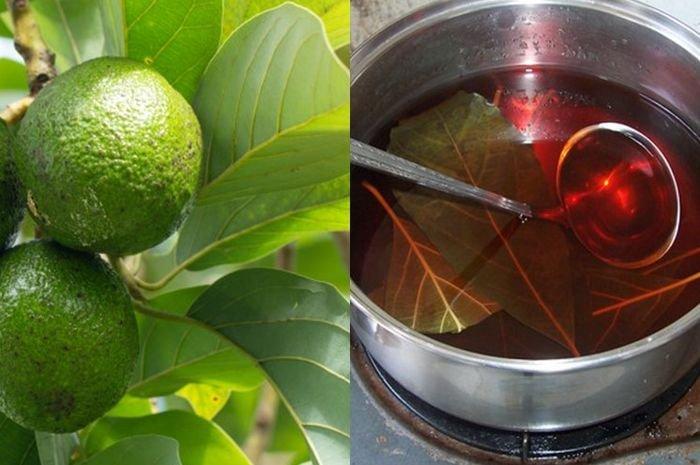 teh daun alpukat