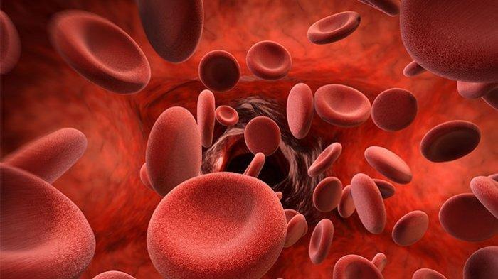 ilustrasi sel darah merah