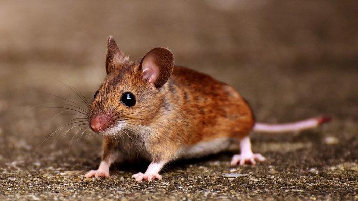 Gambar Tikus yang menjadi penyebab penularan Hantavirus.