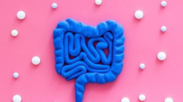 ilustrasi usus