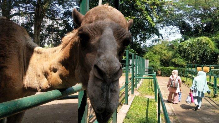 Pengunjung berwisata di Bandung Zoo atau Kebun Binatang Bandung, Jalan Tamansari, Kota Bandung, Jawa Barat, Kamis (27/7/2023).