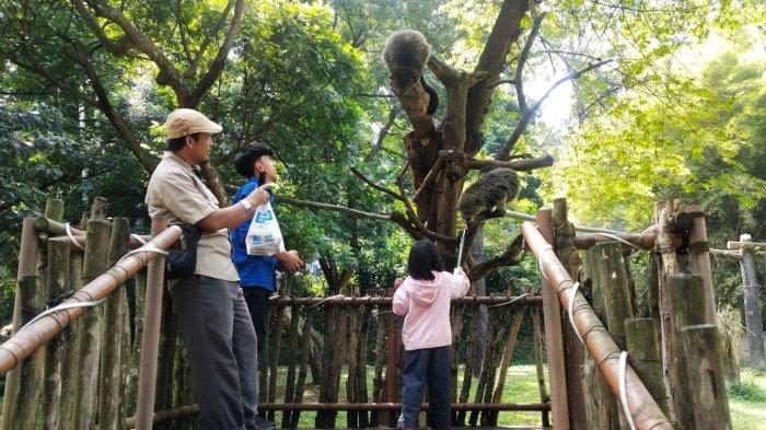 Pengunjung memberi makan binturong saat berwisata di Bandung Zoo atau Kebun Binatang Bandung, Jalan Tamansari, Kota Bandung, Jawa Barat, Kamis (27/7/2023).