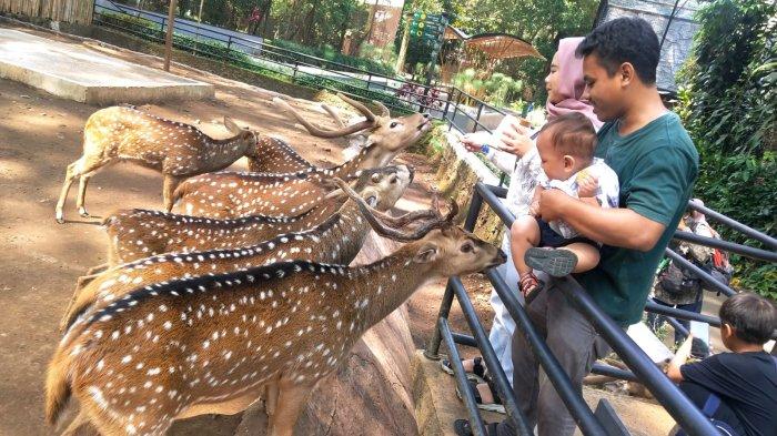 Pengunjung memberi makan sejumlah rusa saat berwisata di Bandung Zoo atau Kebun Binatang Bandung, Jalan Tamansari, Kota Bandung, Jawa Barat, Kamis (27/7/2023).