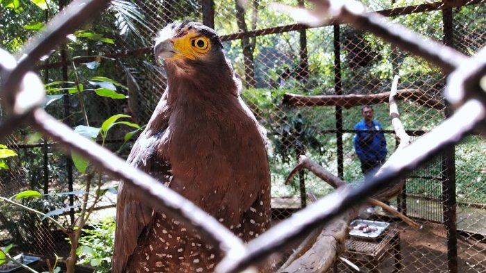 Pengunjung melihat burung elang saat berwisata di Bandung Zoo atau Kebun Binatang Bandung, Jalan Tamansari, Kota Bandung, Jawa Barat, Kamis (27/7/2023).