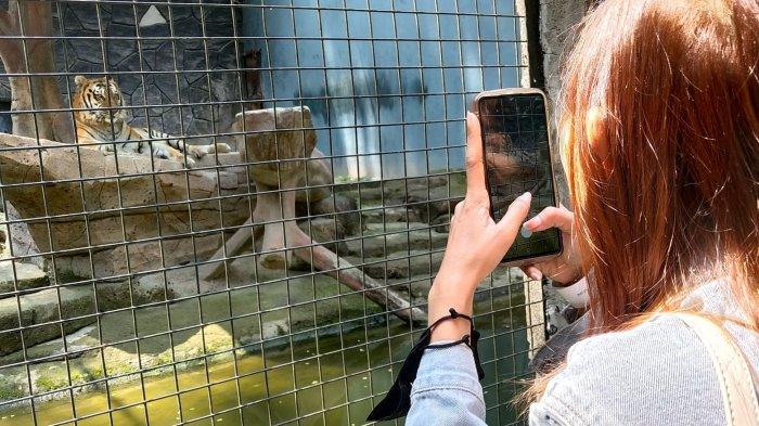 Pengunjung memotret seekor harimau saat berwisata di Bandung Zoo atau Kebun Binatang Bandung, Jalan Tamansari, Kota Bandung, Jawa Barat, Kamis (27/7/2023).