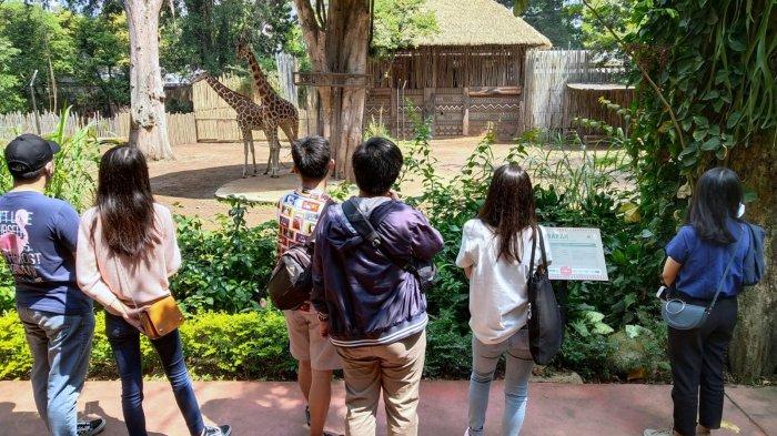 Pengunjung menyaksikan dua ekor jerapah saat berwisata di Bandung Zoo atau Kebun Binatang Bandung, Jalan Tamansari, Kota Bandung, Jawa Barat, Kamis (27/7/2023).