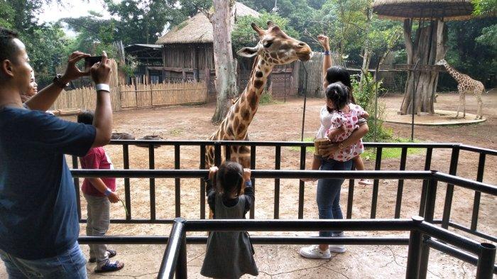 Pengunjung memberi makan seekor jerapah saat berwisata di Bandung Zoo atau Kebun Binatang Bandung, Jalan Tamansari, Kota Bandung, Jawa Barat, Kamis (27/7/2023).