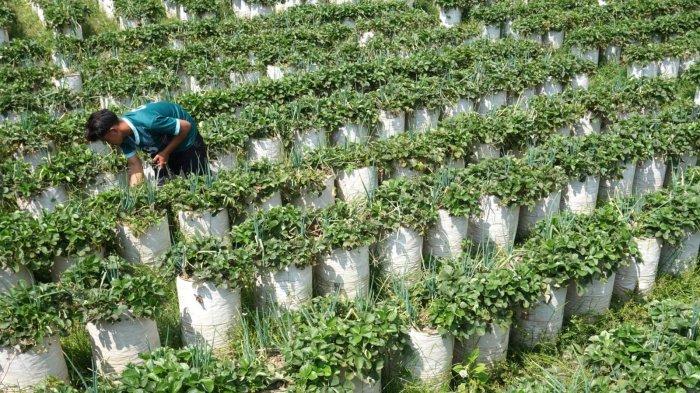 Petani memanen buah stroberi yang sudah merah di salah satu kebun strawberry di Kecamatan Rancabali, Kabupaten Bandung, Jawa Barat, Senin (30/10/2023).