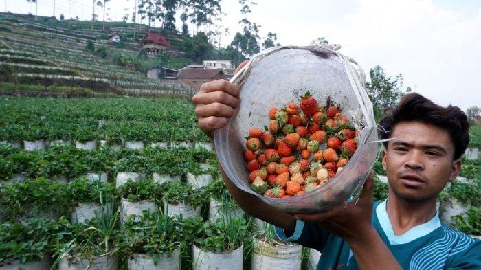 Petani memanen buah stroberi yang sudah merah di salah satu kebun strawberry di Kecamatan Rancabali, Kabupaten Bandung, Jawa Barat, Senin (30/10/2023).