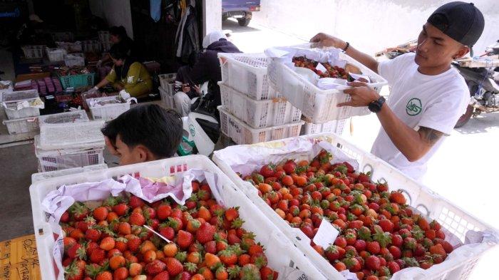 Petani menjual stroberi hasil panennya ke pengepul di Kecamatan Rancabali, Kabupaten Bandung, Jawa Barat, Senin (30/10/2023).