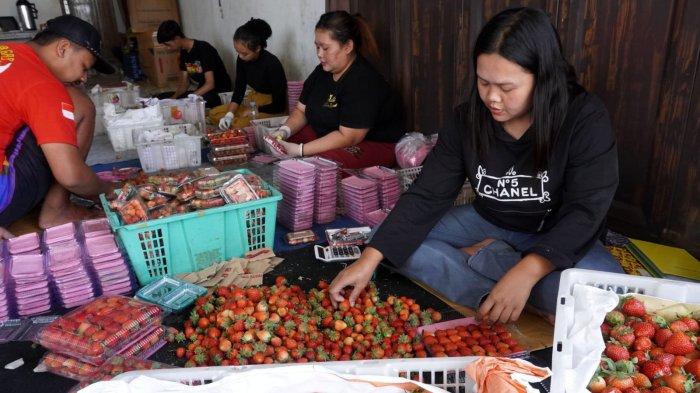 Pekerja menyortis stroberi sebelum dikemas di Kecamatan Rancabali, Kabupaten Bandung, Jawa Barat, Senin (30/10/2023).