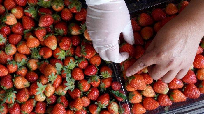 Pekerja menata stroberi kualitas terbaik ke dalam kemasan di Kecamatan Rancabali, Kabupaten Bandung, Jawa Barat, Senin (30/10/2023).