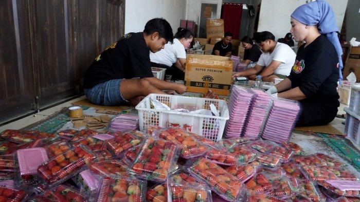 Pekerja memasukan stroberi ke dalam kemasan setelah disortir di Kecamatan Rancabali, Kabupaten Bandung, Jawa Barat, Senin (30/10/2023).