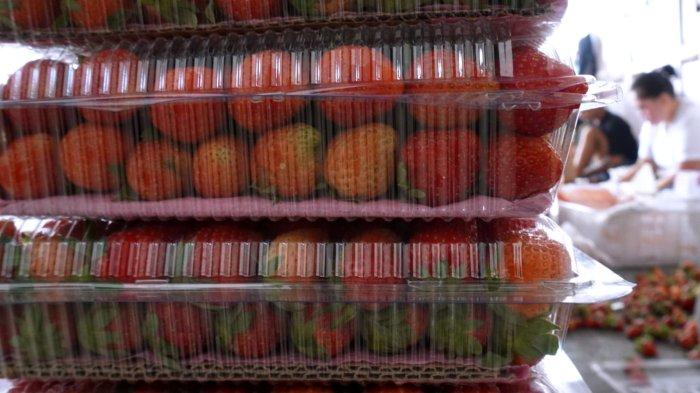 Pekerja memasukan stroberi ke dalam kemasan setelah disortir di Kecamatan Rancabali, Kabupaten Bandung, Jawa Barat, Senin (30/10/2023).