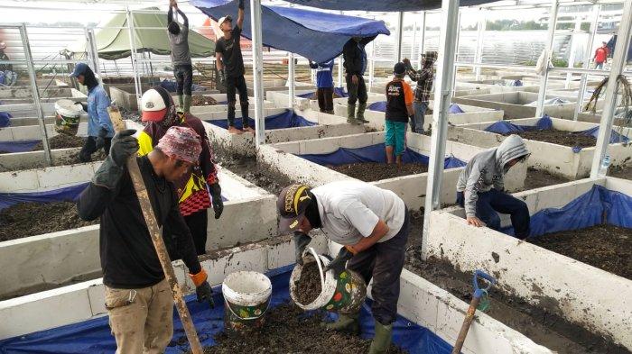 Pekerja memasukan sampah organik yang sudah dicacah ke biopon yang berisi lava maggot , di Tempat Pengolahan Sampah Terpadu (TPST) Gedebage, Kota Bandung, Jawa Barat, Senin (6/12/2023).