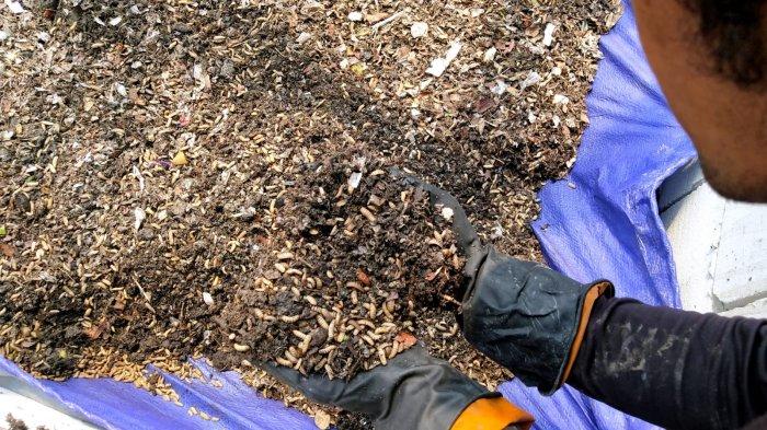 Pekerja melakukan pengecekan lava maggot pada setiap biopon, di Tempat Pengolahan Sampah Terpadu (TPST) Gedebage, Kota Bandung, Jawa Barat, Senin (6/12/2023).
